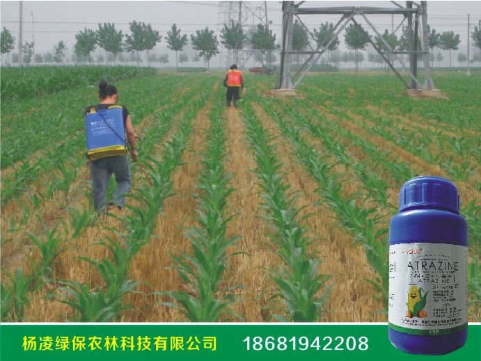 陜西省某農場使用玉米除草劑--苞美